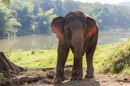 大象站在老挝大象保护区河边的树下