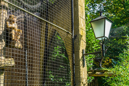 笼中的猴子在笼子里的金属栅栏后面，看着外面，坐在一根杆子上