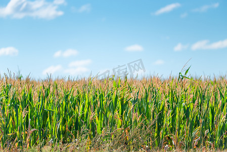 阳光明媚的夏日，田地里生长着绿色玉米