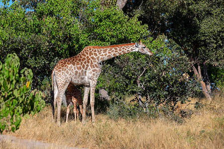 长颈鹿与小牛，非洲野生动物野生动物园