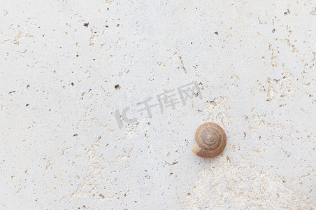 在粗糙的水泥地板上的空的棕色蜗牛壳