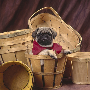 哈巴狗在篮子里