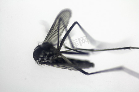 寄生虫蚊子摄影照片_死蚊子