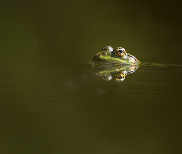 青蛙眼睛反射