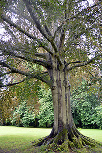老树根摄影照片_有着巨大树根的老橡树。