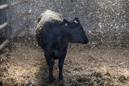 年轻的黑牛在马厩里用新鲜的稻草