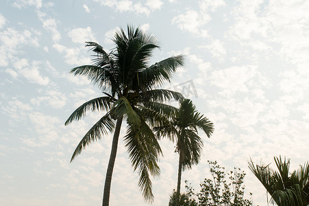 夏天主题背景摄影照片_夏季季节性主题中的椰子树背景照片被鲜艳的日落天空照亮。