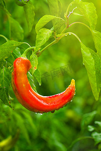 自家种植在庭院里的有机红辣椒