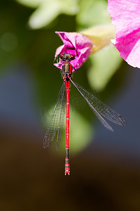 大红豆娘，Pyrrhosoma nymphula，在矮牵牛花上休息