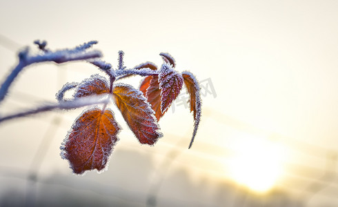 诉说烦恼摄影照片_冰雪覆盖的树叶诉说着冬天的来临