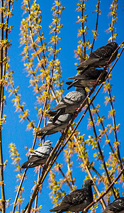 和平的白鸽摄影照片_坐在树枝上的鸽子