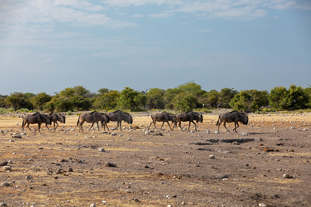 gnu摄影照片_蓝色牛羚 Gnu，纳米比亚非洲野生动物 safari