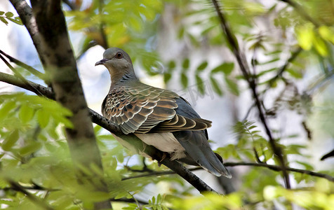 野鸽，稀有而谨慎的鸟，拉丁名称为 Streptopelia