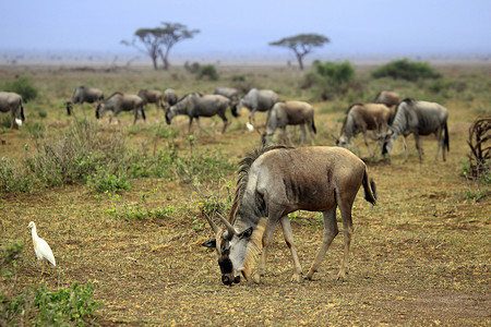 非洲野生动物园的角马大迁徙