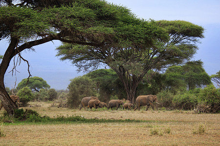 天安门造型摄影照片_安博塞利国家公园的大象