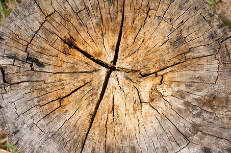 木材质地摄影照片_树桩的质地