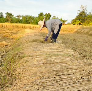 泰国农民在稻田收割水稻