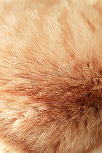 姜黄色猫毛