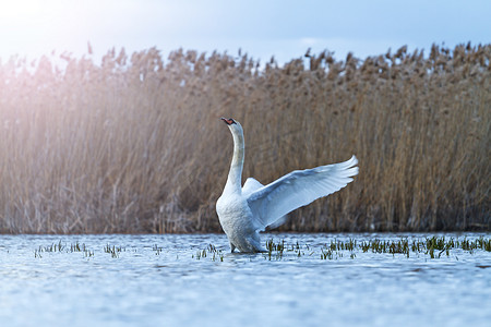 蓝色湖面上的疣鼻天鹅在阳光明媚的热点上翩翩起舞