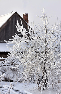 乡间别墅背景下雪覆盖的苹果树