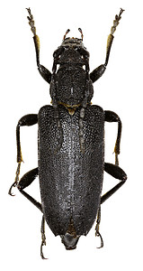白色背景上的大黑长角牛甲虫 - Stictoleptura scutellata (Fabricius 1781)