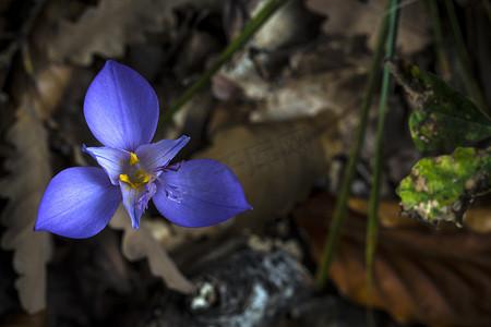 森林里的紫色花