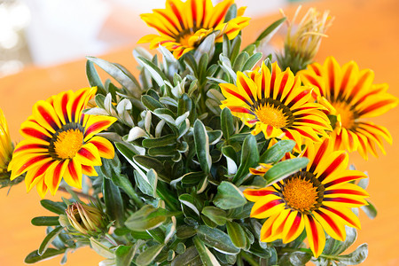杂色菊花原产于南非，但广泛分布于澳大利亚