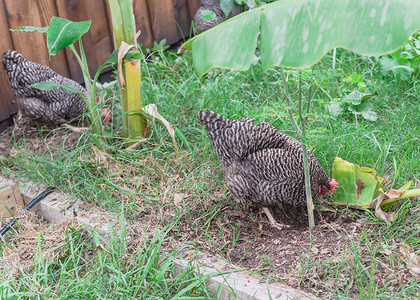 在美国德克萨斯州达拉斯附近的有机菜园特写两只自由放养的下蛋母鸡