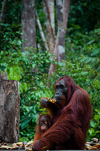 在印度尼西亚婆罗洲与婴儿一起坐着 Orang Utan