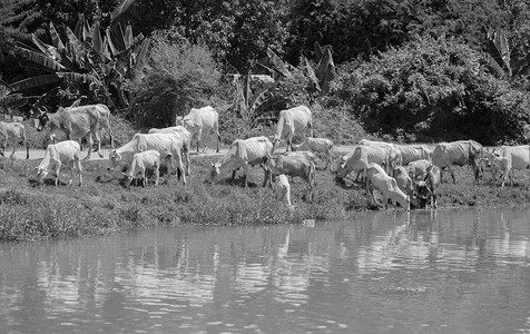 河岸摄影照片_奶牛在河岸喝水