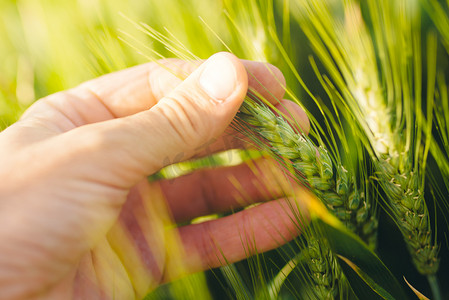 负责任的耕作，农民控制小麦植物的生长