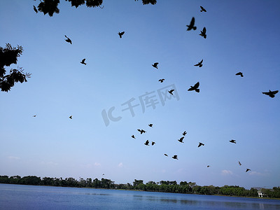 天空中飞翔摄影照片_鸽鸟在泰国公共自然湖附近的天空中飞翔