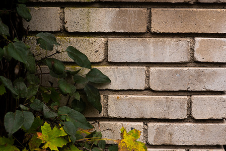 城市中用植物爬行物砖砌成的旧墙