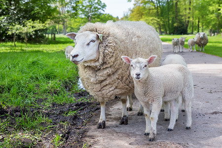 小羊摄影照片_白妈妈绵羊和小羊站在路上