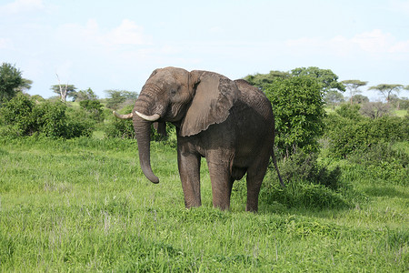 非洲博茨瓦纳大草原上的野生大象 (Elephantidae)