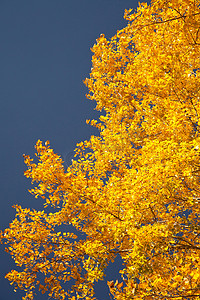 秋天的树叶颜色爆裂