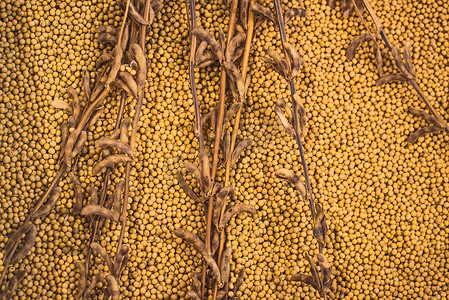 成熟黄豆摄影照片_成熟的大豆植物和豆类