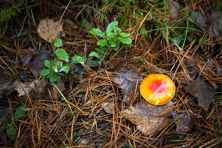 在野生森林中飞亮橙色木耳，秋季背景