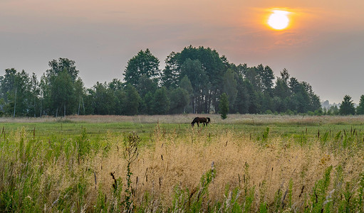 朝阳下摄影照片_一匹孤独的马在朝阳的映衬下在绿色草地上安静地吃草
