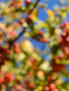 五颜六色的海棠树抽象散景背景
