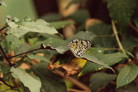 纸鸢蝴蝶，Idea leuconoe