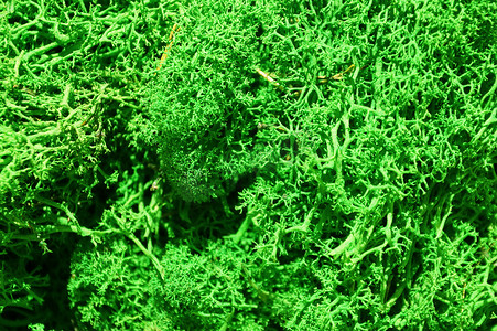 生态绿化摄影照片_用于生态室内设计特写、宏观摄影的绿色稳定苔藓