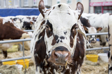鼻子摄影照片_棕色和白色母牛，种族诺曼底，法国