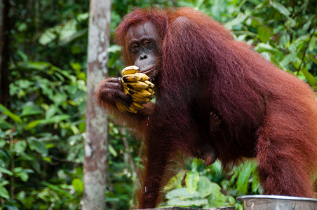 猴子吃橘子摄影照片_红毛猩猩在印度尼西亚婆罗洲吃香蕉