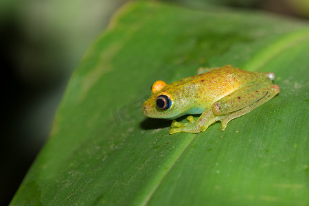 绿色亮眼青蛙，Andasibe 马达加斯加