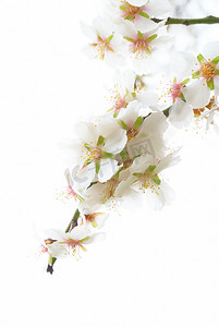 李树白色的花朵。