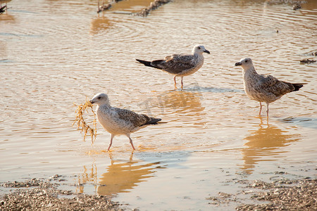 泥水摄影照片_泥水地上的海鸥