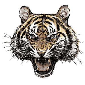 猫手绘动物摄影照片_愤怒的老虎手绘头像