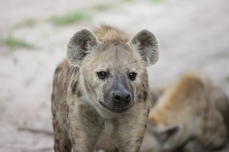 斑点鬣狗摄影照片_鬣狗肯尼亚非洲大草原野生动物哺乳动物