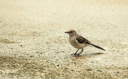 北方反舌鸟在雨中从车道上吃虫子